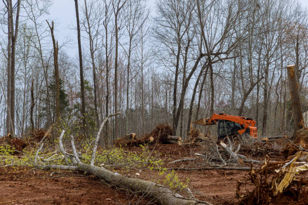 Best Tree Trimming and Pruning  in USA